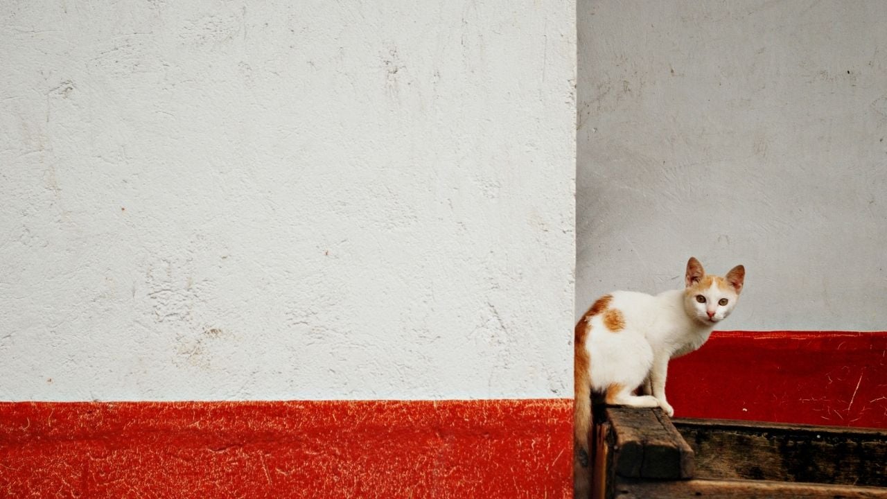 kedi duvarda duruyor