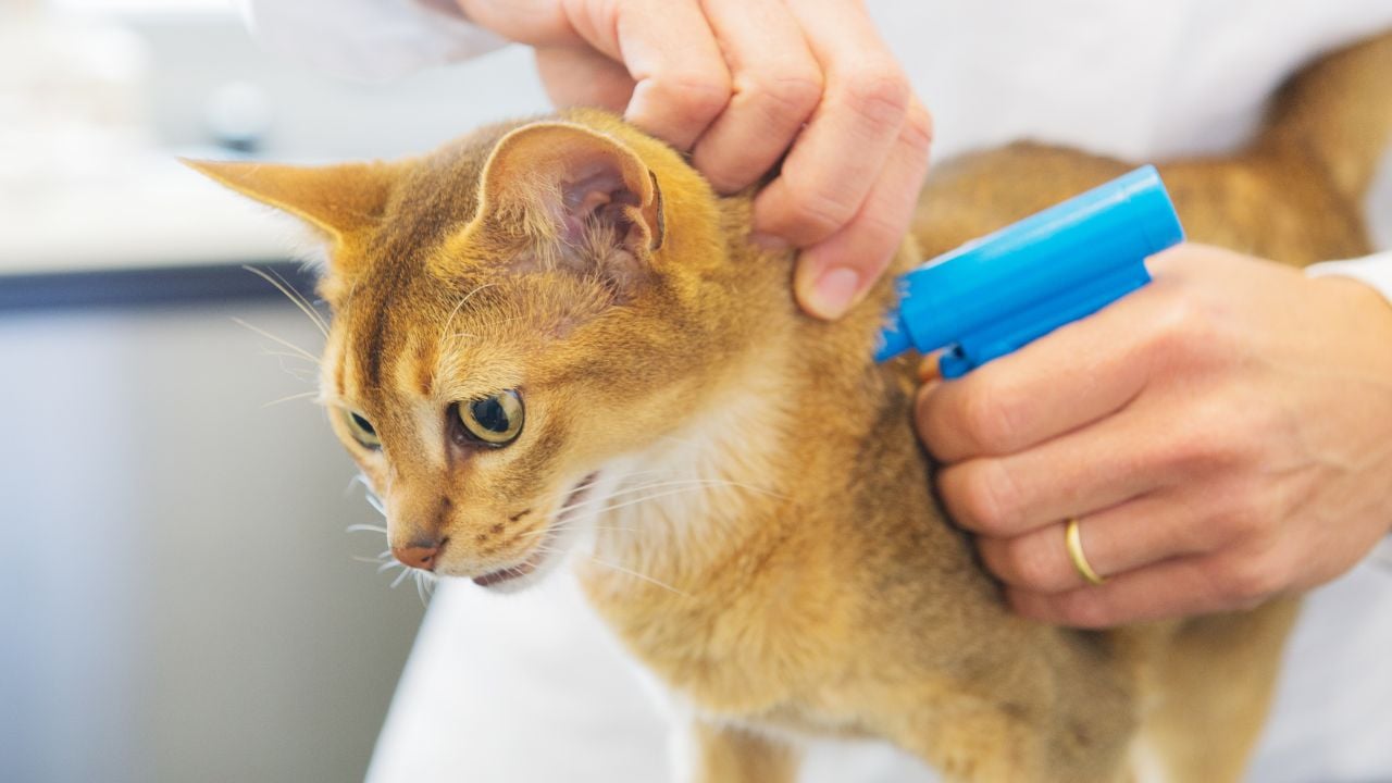 çip takılan bir kedi