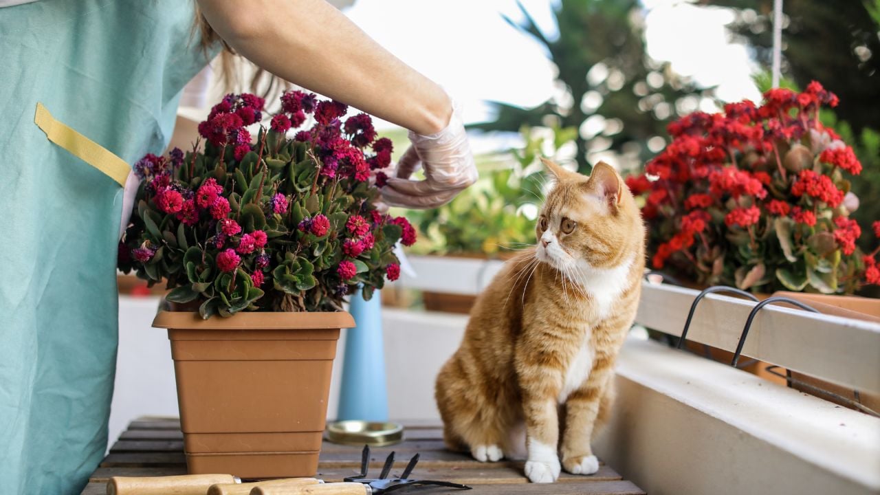 balkonda bir kedi