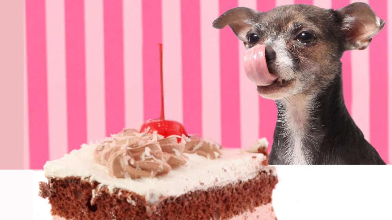 köpek pastaya bakıyor
