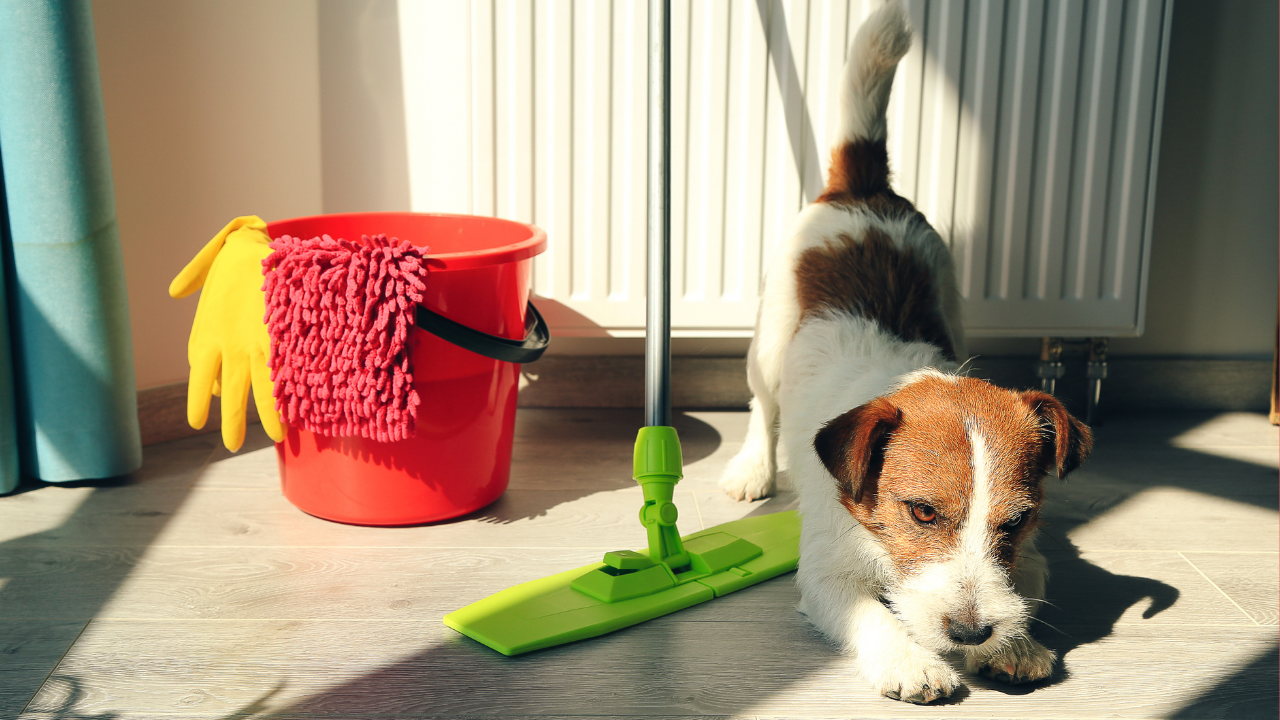 köpek ve zehirleyici temizlik ürünleri