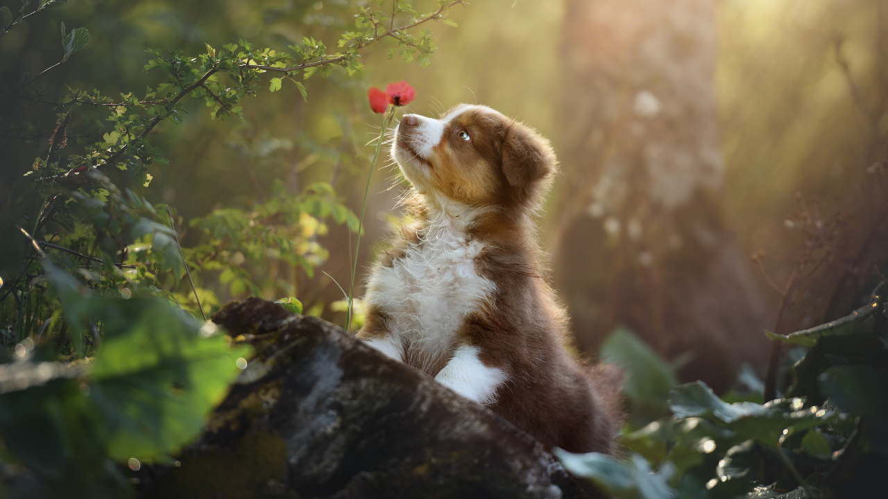 çiçek koklayan bir köpek
