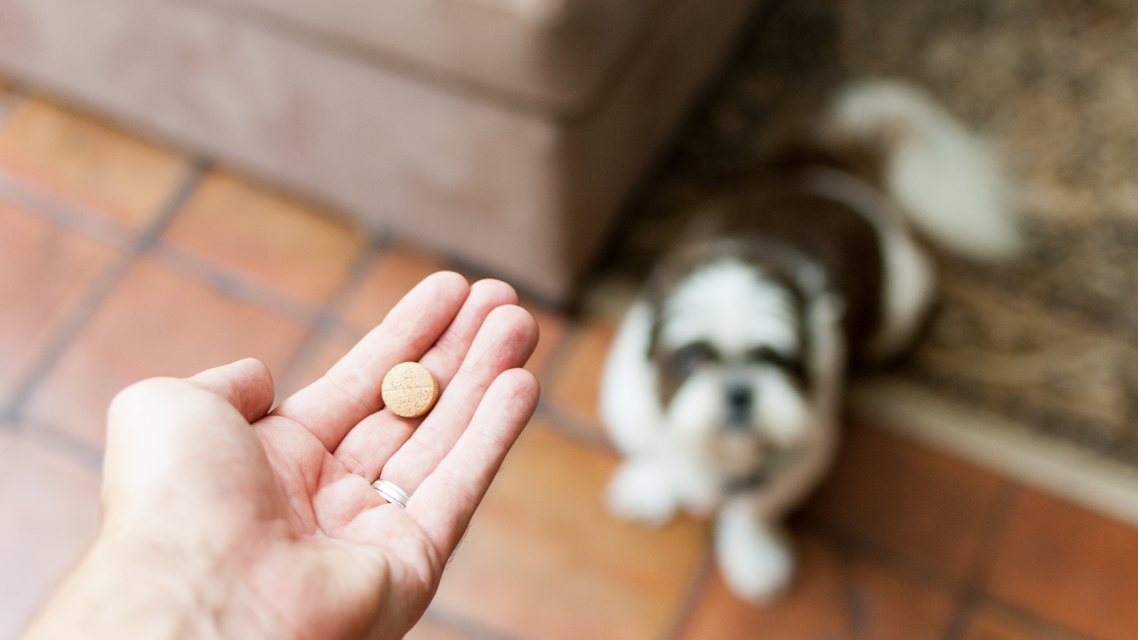 köpek hapa bakıyor