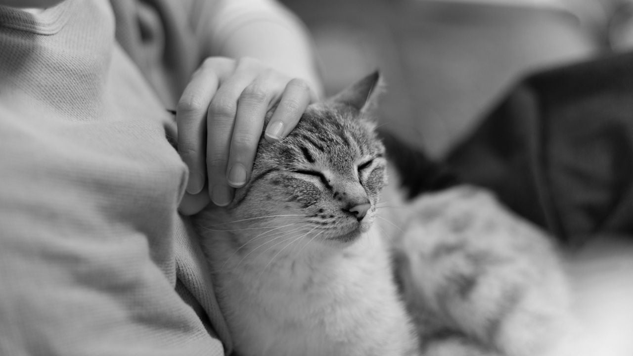 kedi seven biri