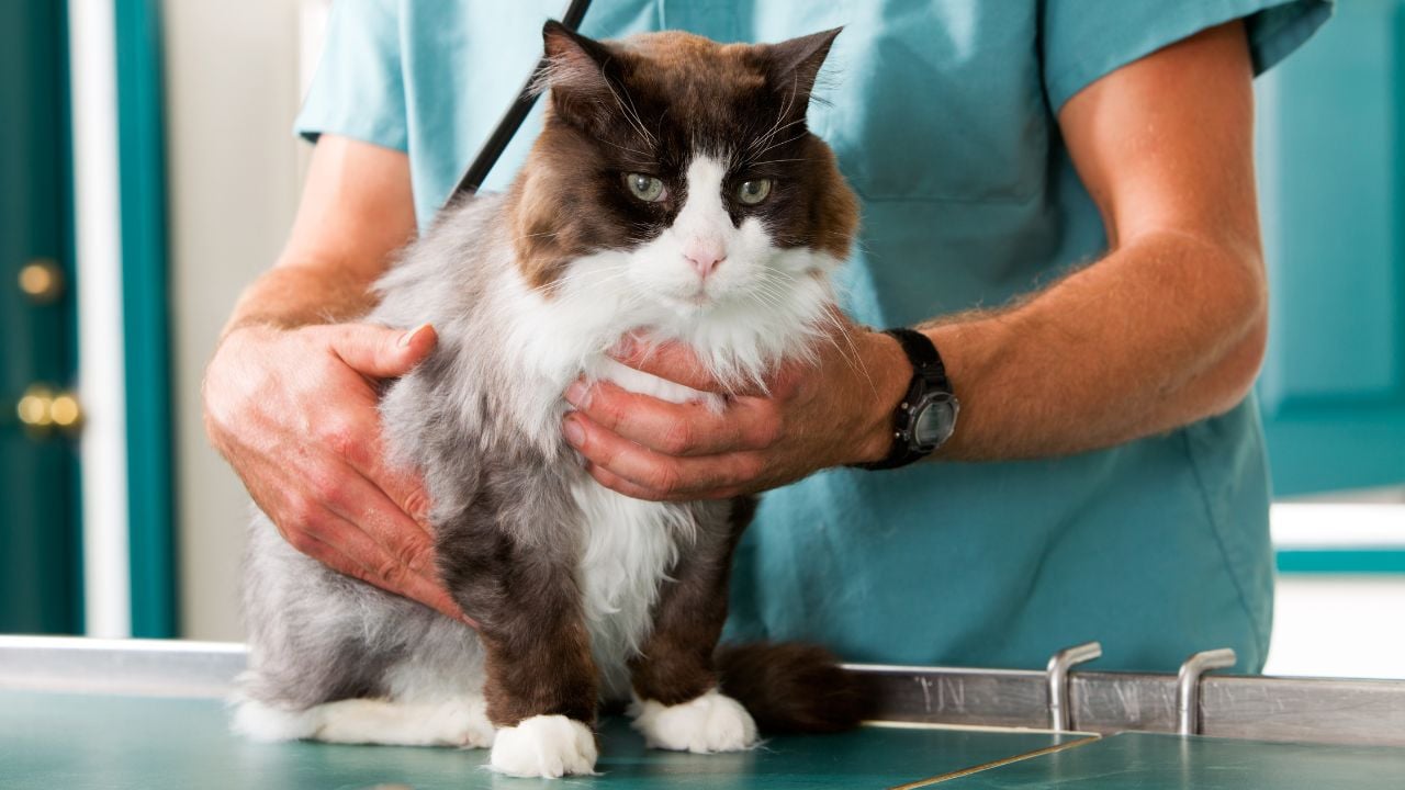 veterinerde bir kedi