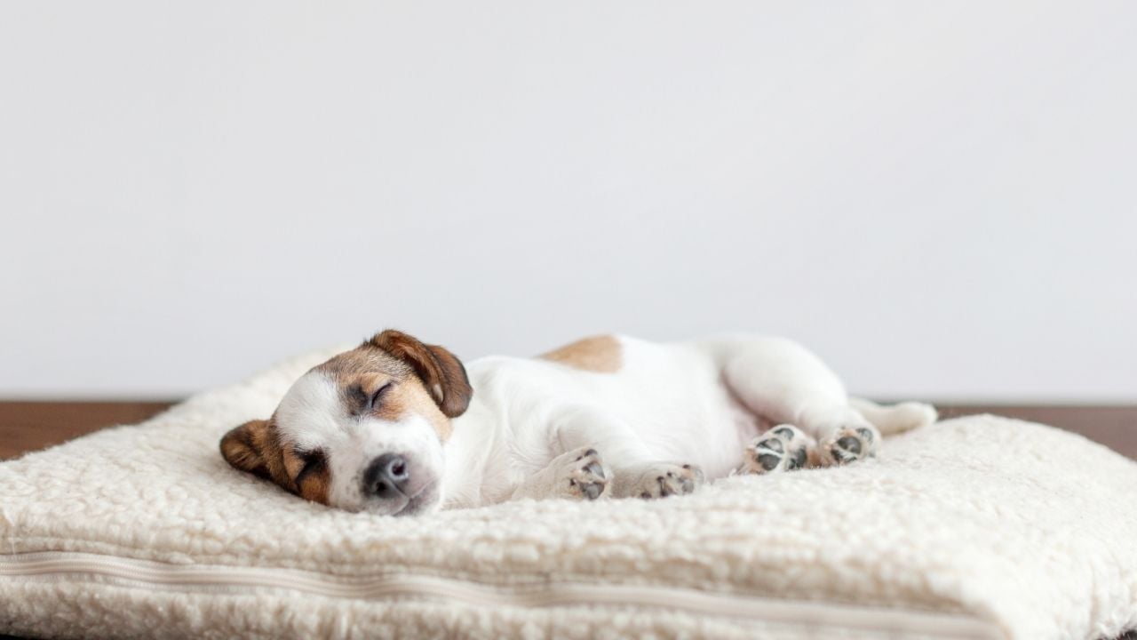 halsiz beyaz köpek