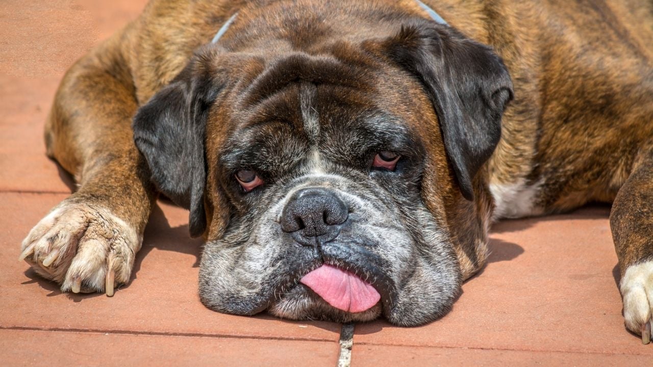 hasta bir köpek