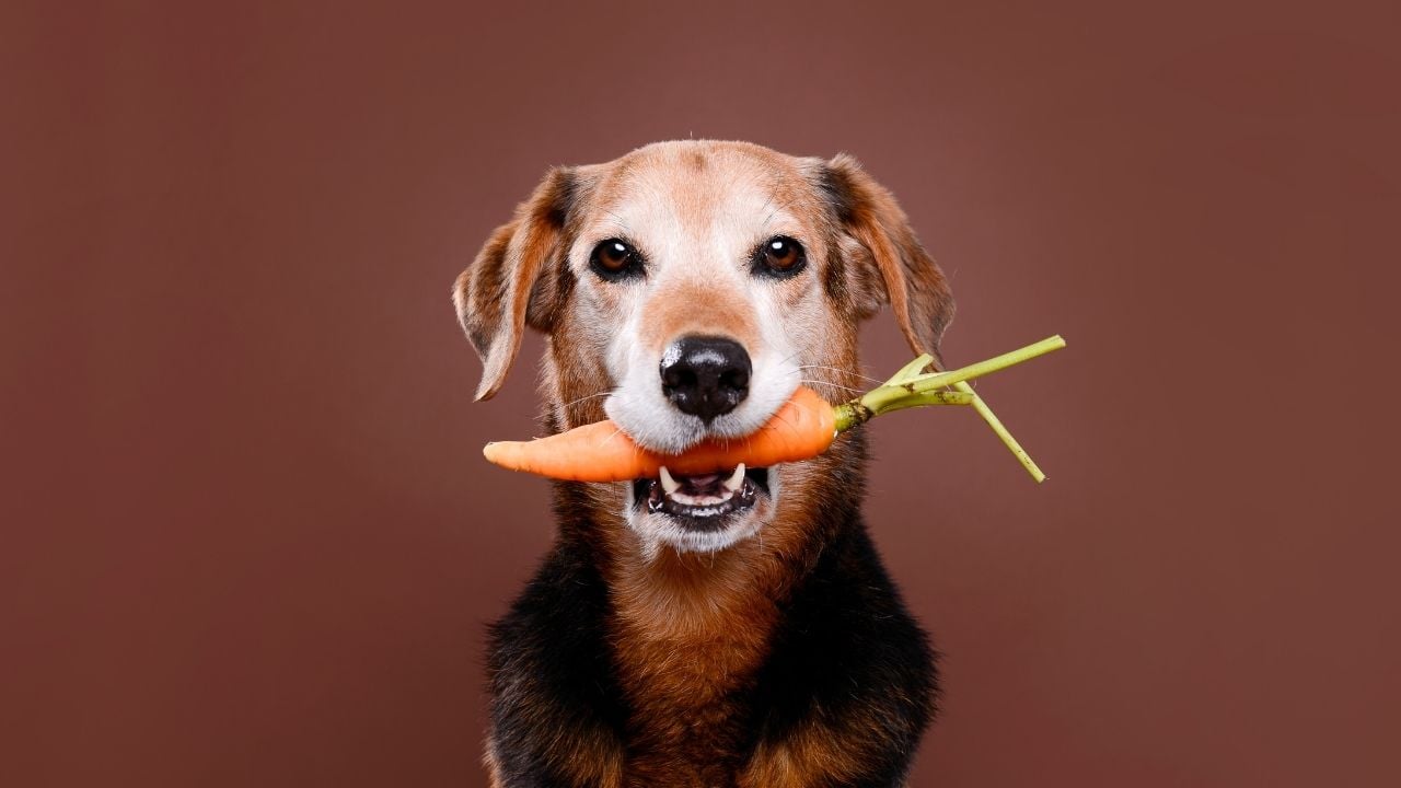 ağzında havuç olan köpek
