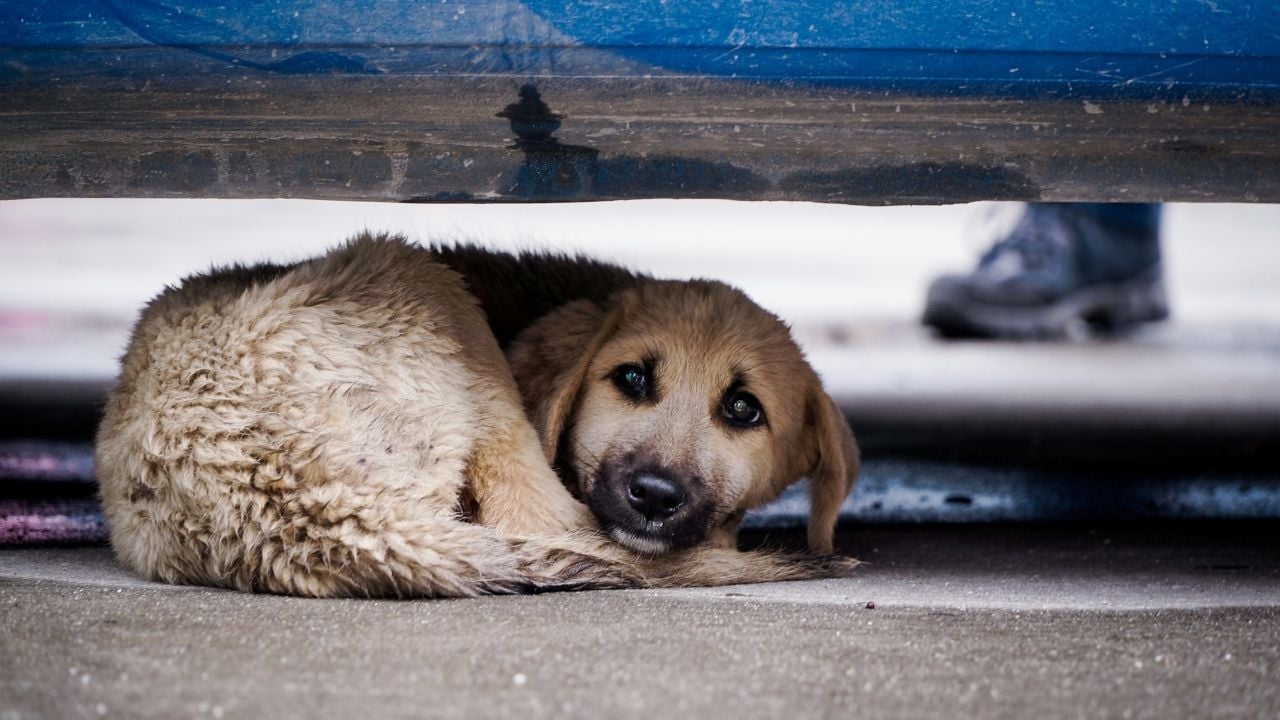 stresli bir köpek
