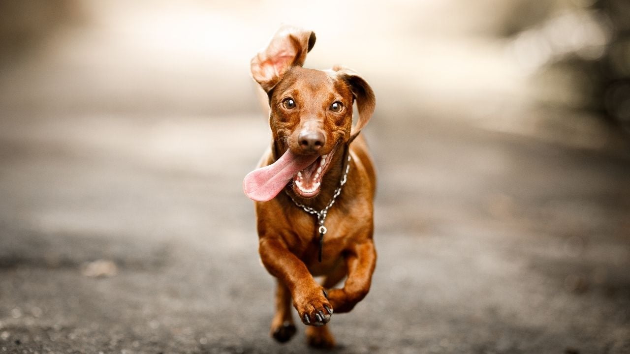 koşan bir köpek