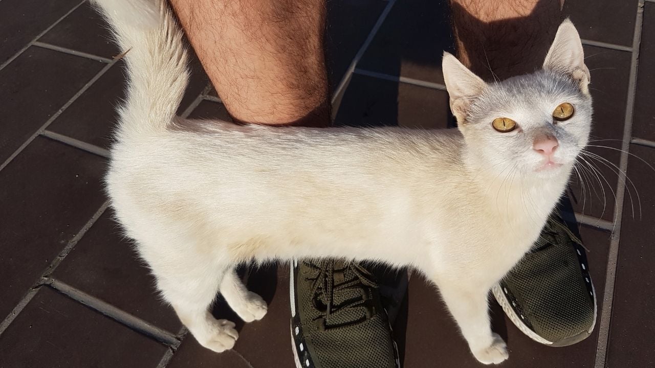 sahibine sürtünen beyaz kedi