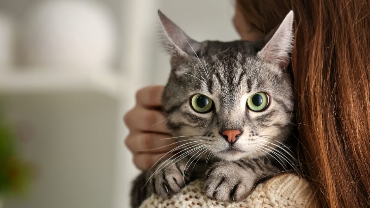 kedi sahibinin kucağında