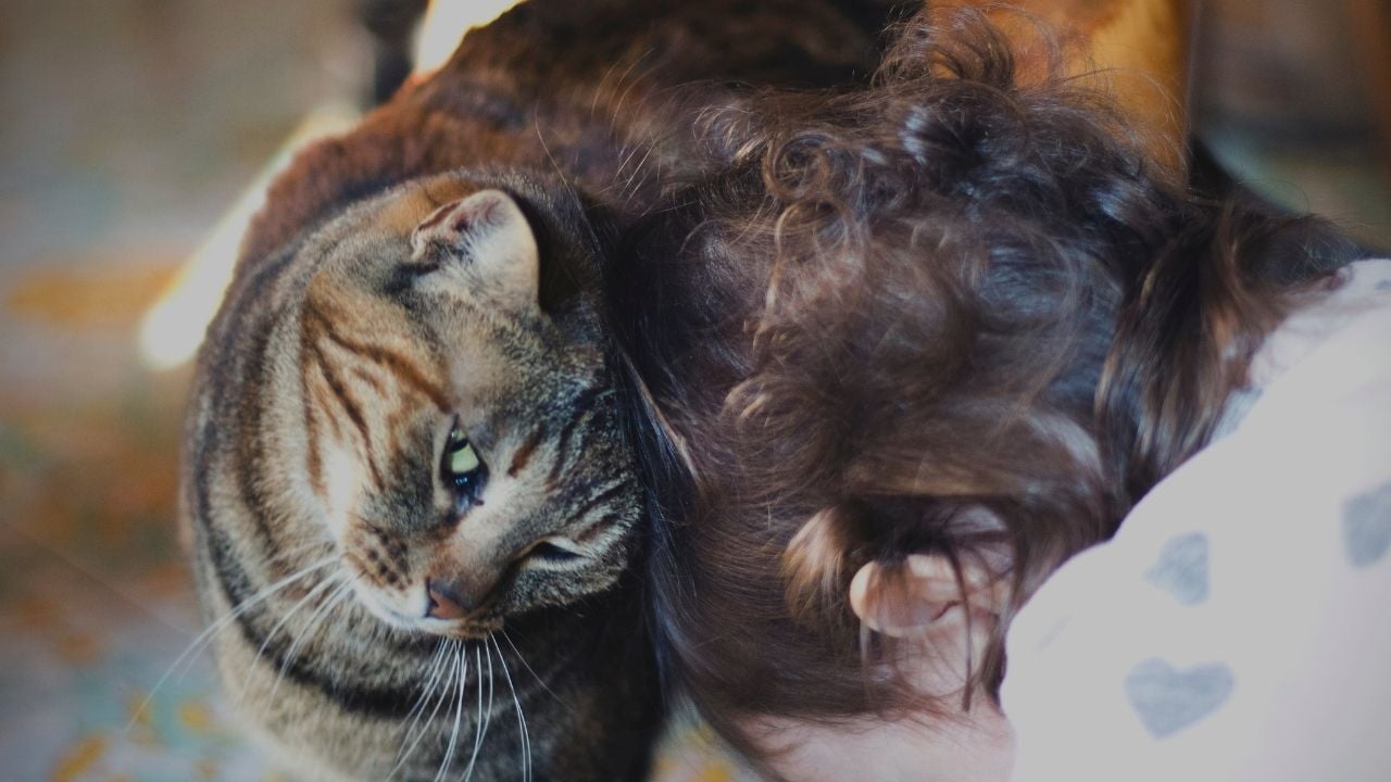 kedi sahibinin kafasına sürtünüyor