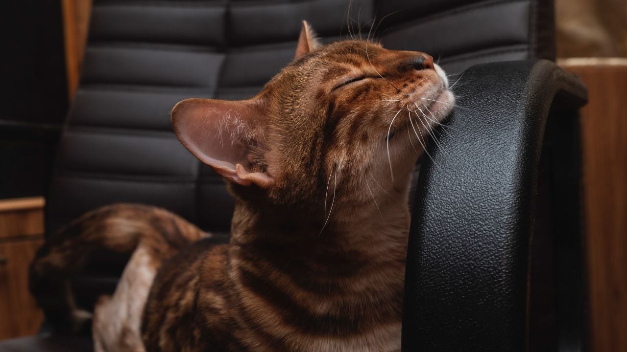 koltuğa sürtünen kedi