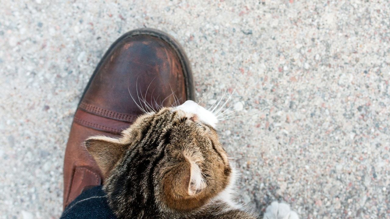 kedi ayakkabıya sürtünüyor