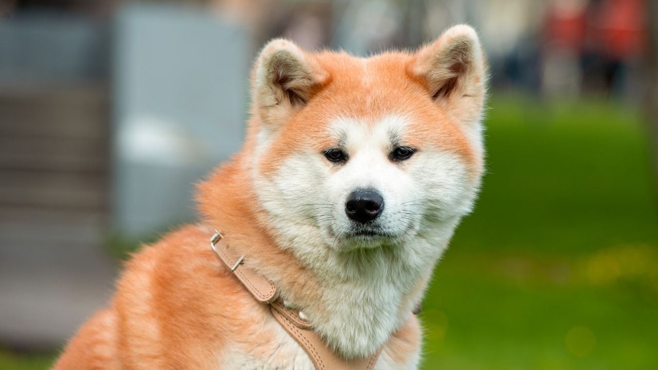 Akita