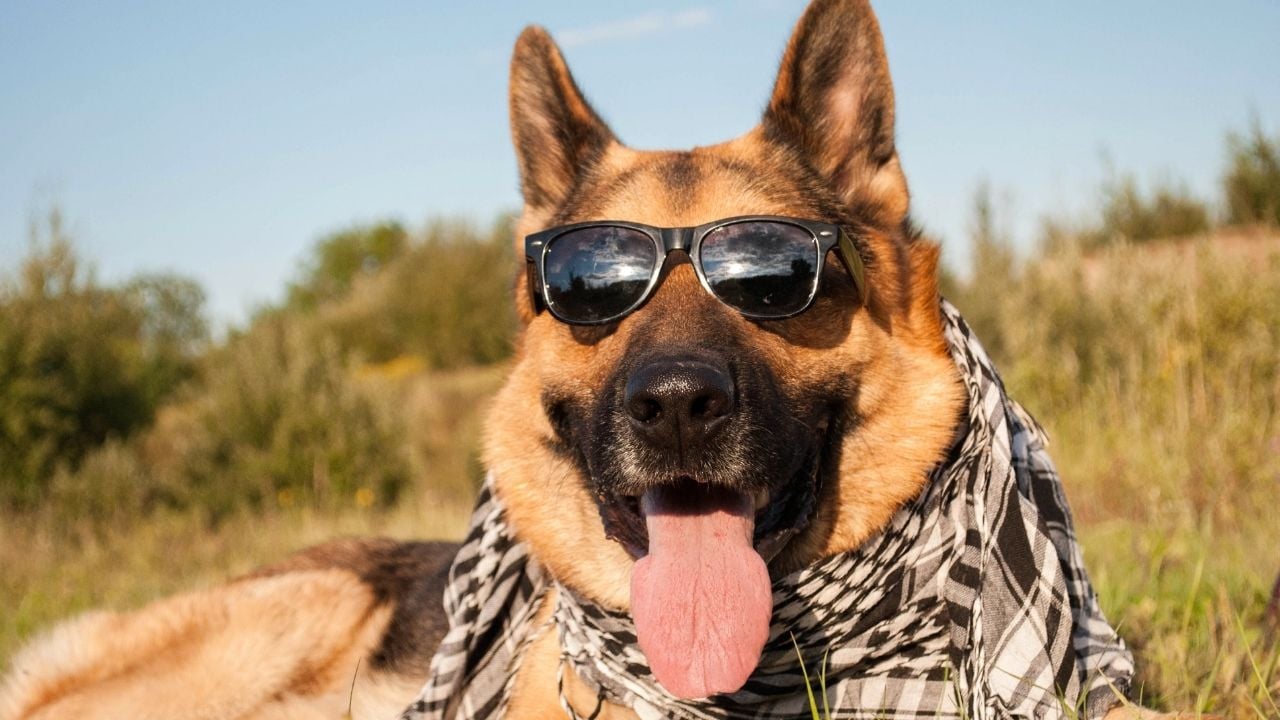 Alman Çoban Köpeği