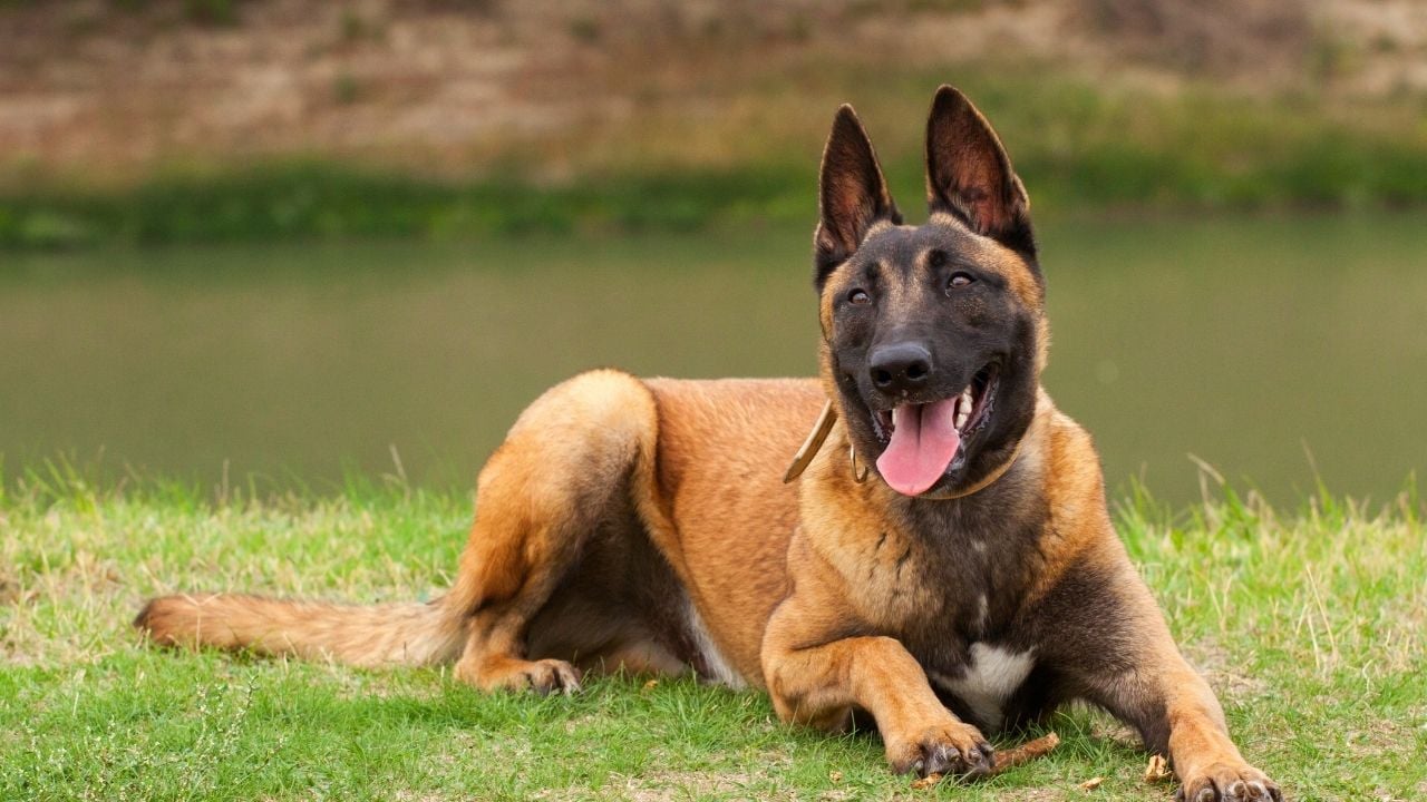 Belçika Malinois Köpeği