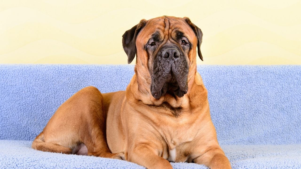 Bullmastiff
