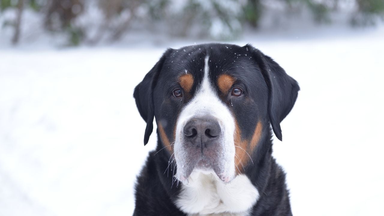Büyük İsviçre Dağ Köpeği