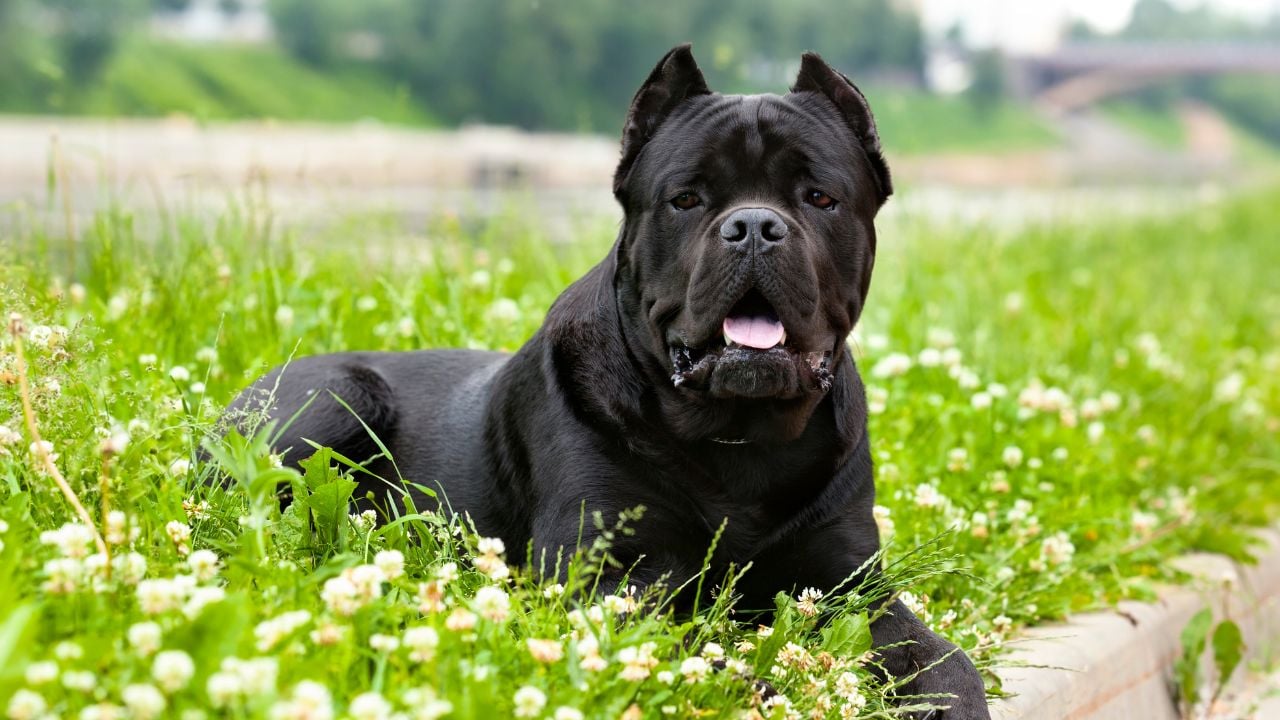 Cane Corso
