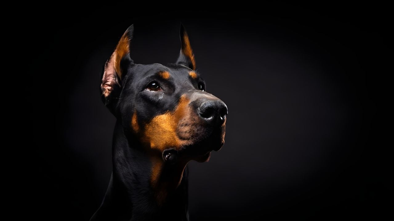 Doberman
