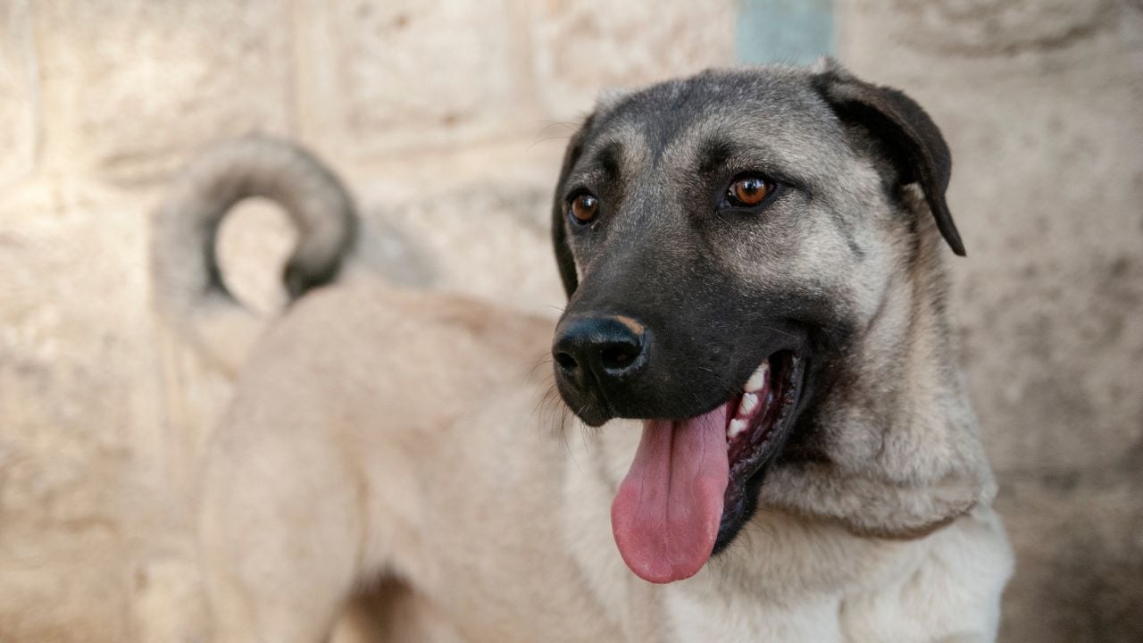 Kangal