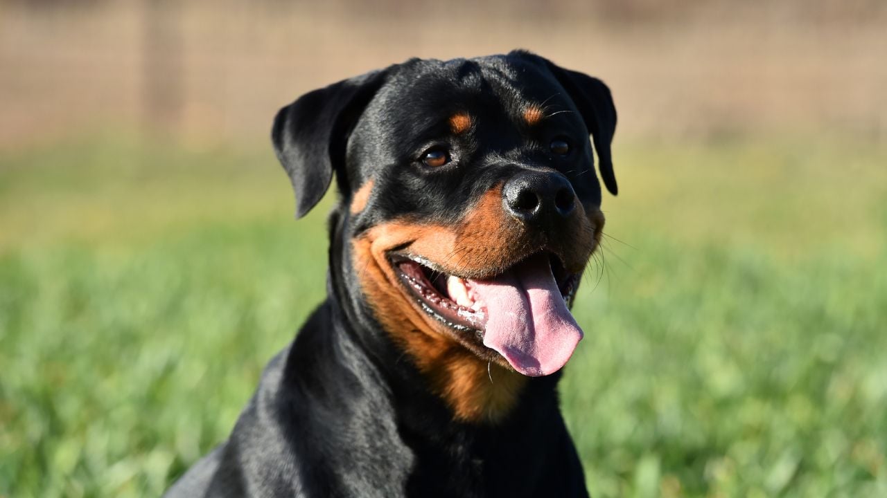 Rottweiler