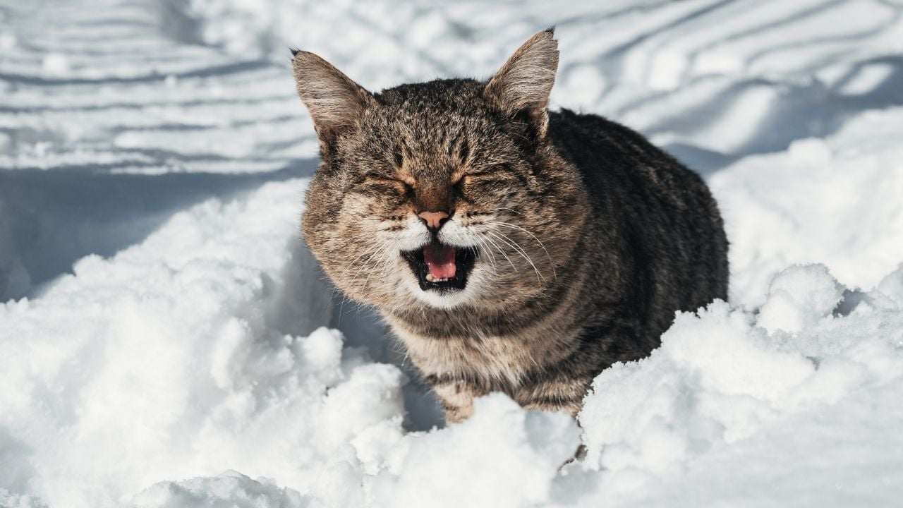 kedi karların içinde