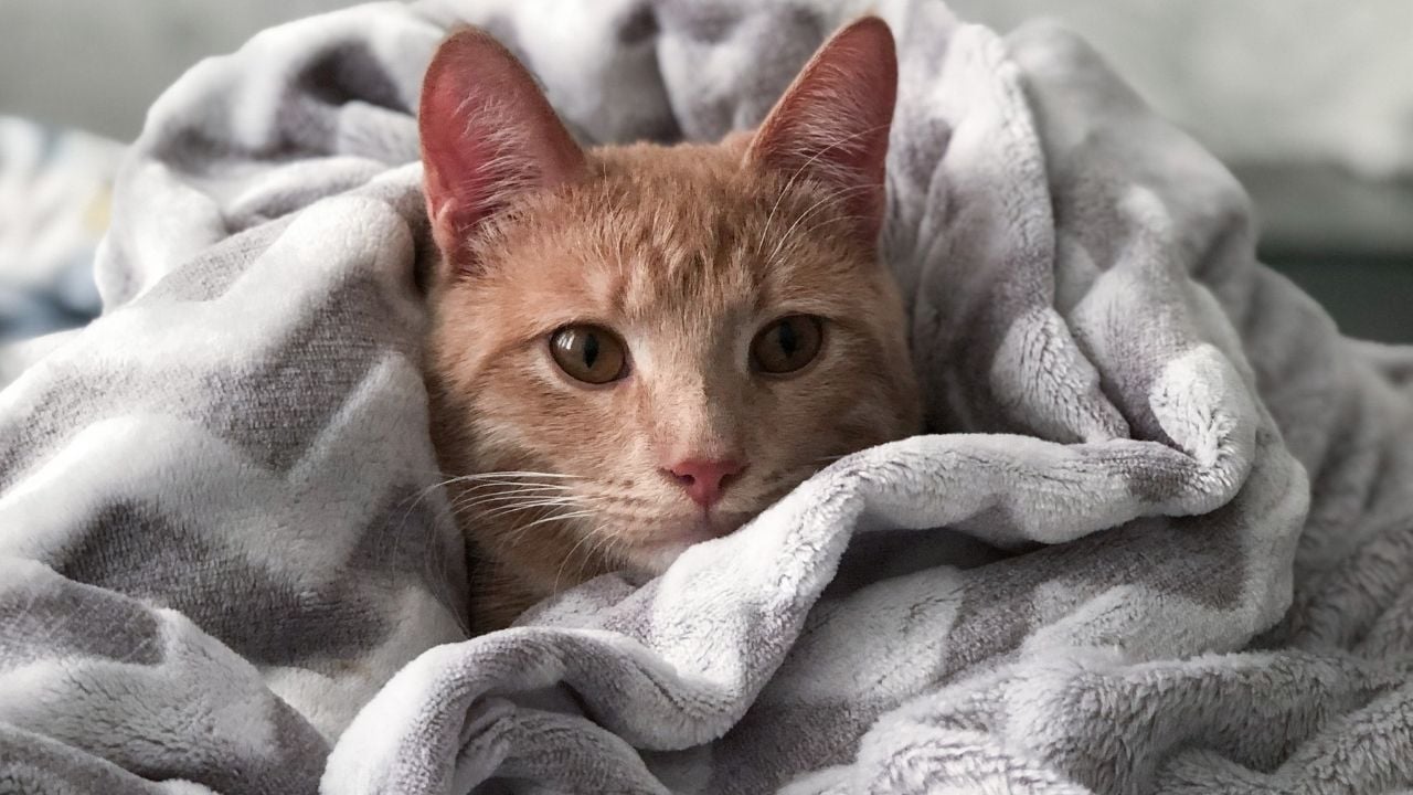 kedi örtünün altında