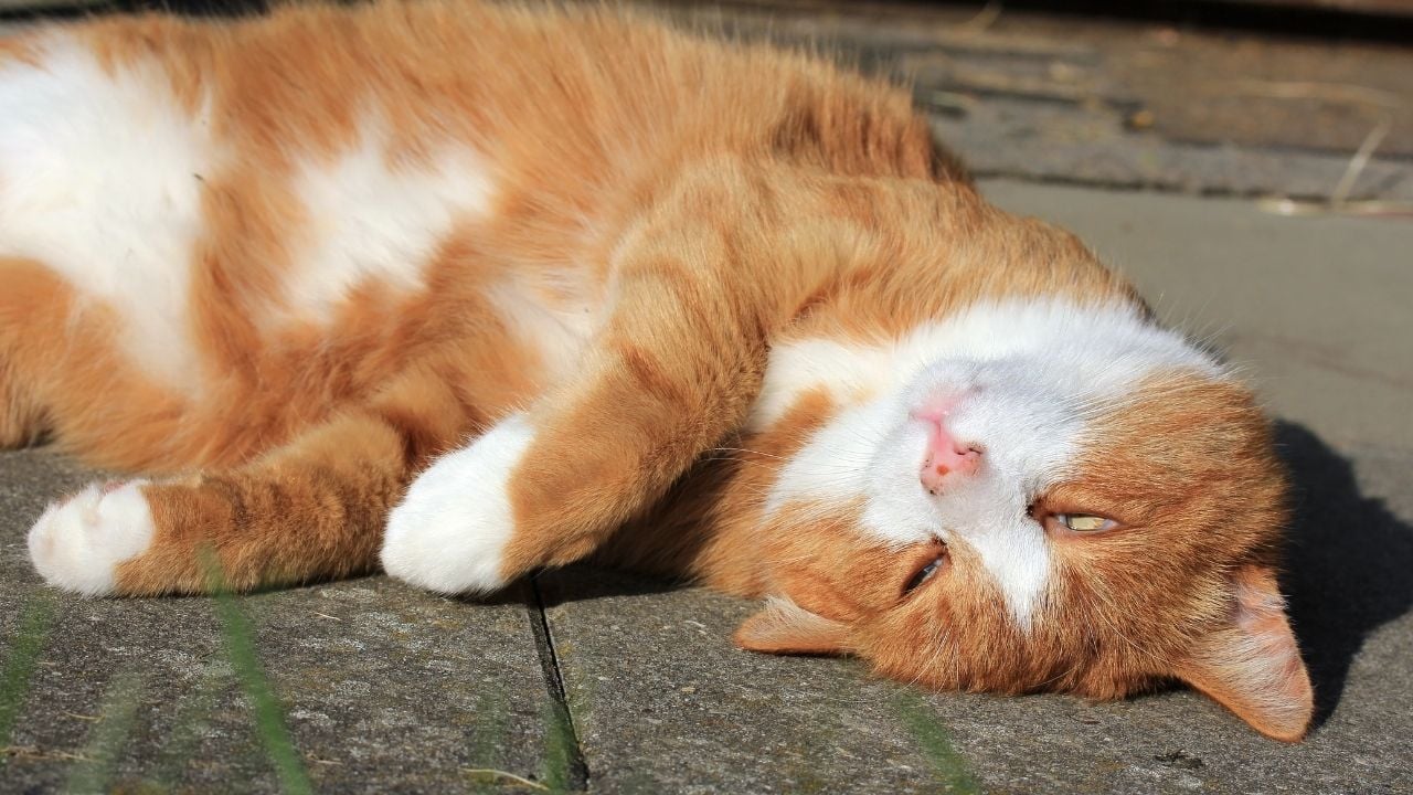 ateşlenmiş bir kedi