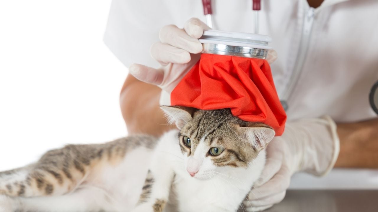 veterinerde bir kedi