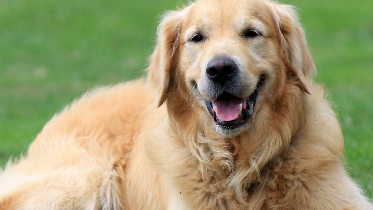 golden köpek gülüyor