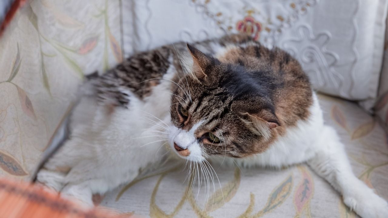 yerde uzanan bir kedi