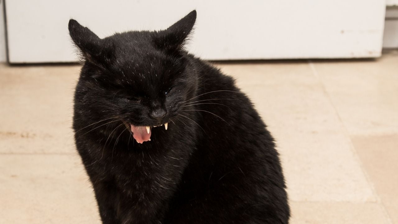 öğüren siyah kedi