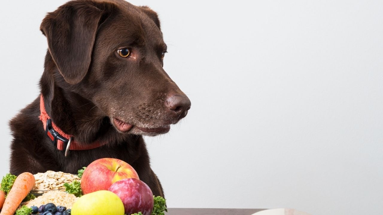 köpeğin önünde meyve tabağı