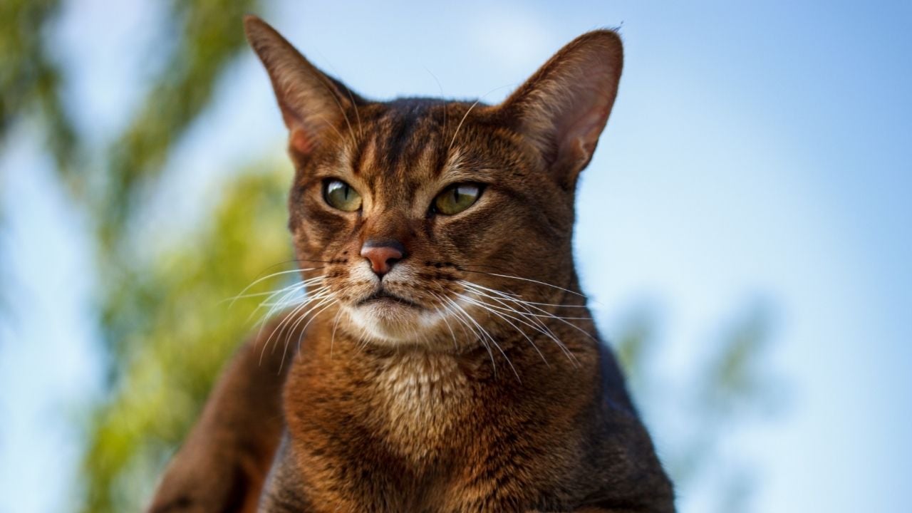 kahverengi bir kedi