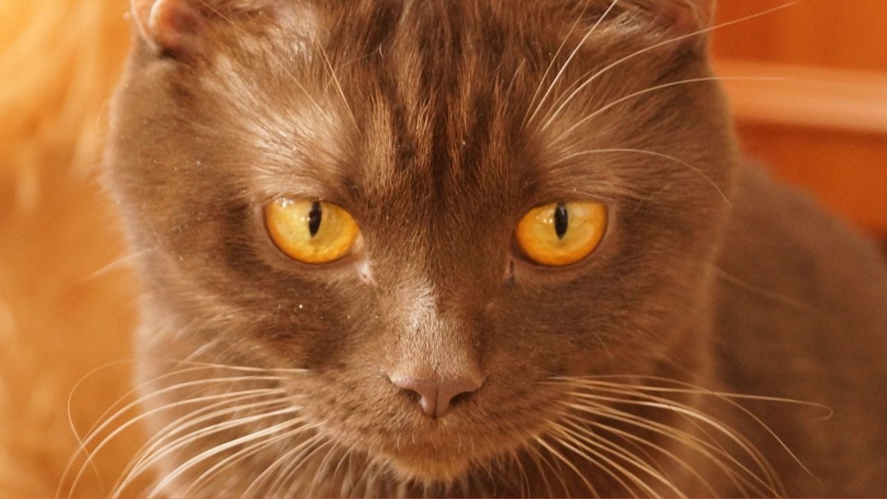 sarı gözlü kahverengi bir kedi