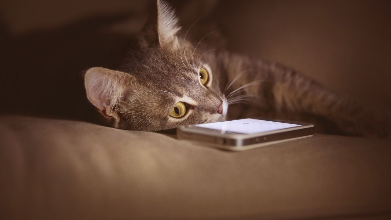 kahverengi tonlarında bir kedi