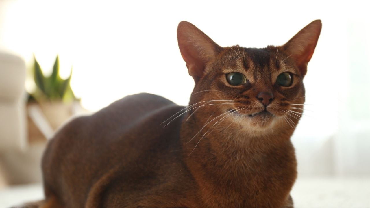 yeşil gözlü kahverengi bir kedi