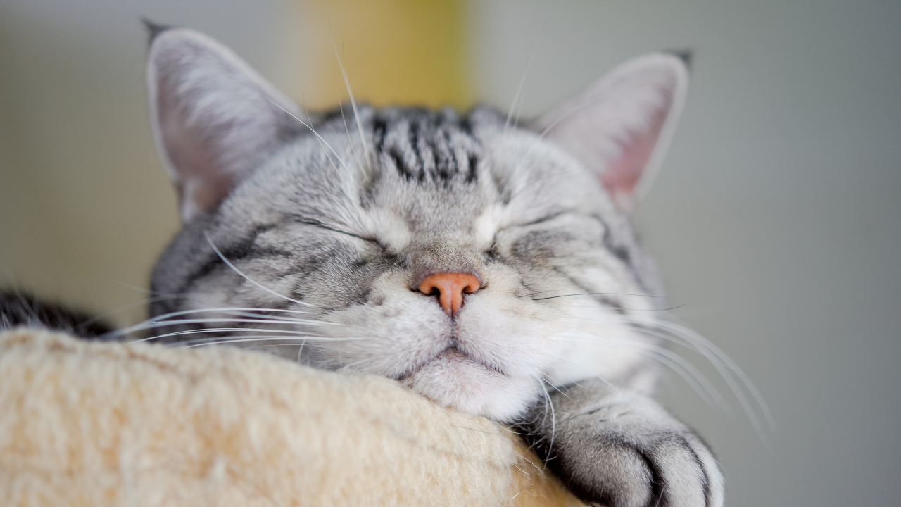 uyuyan bir kedi