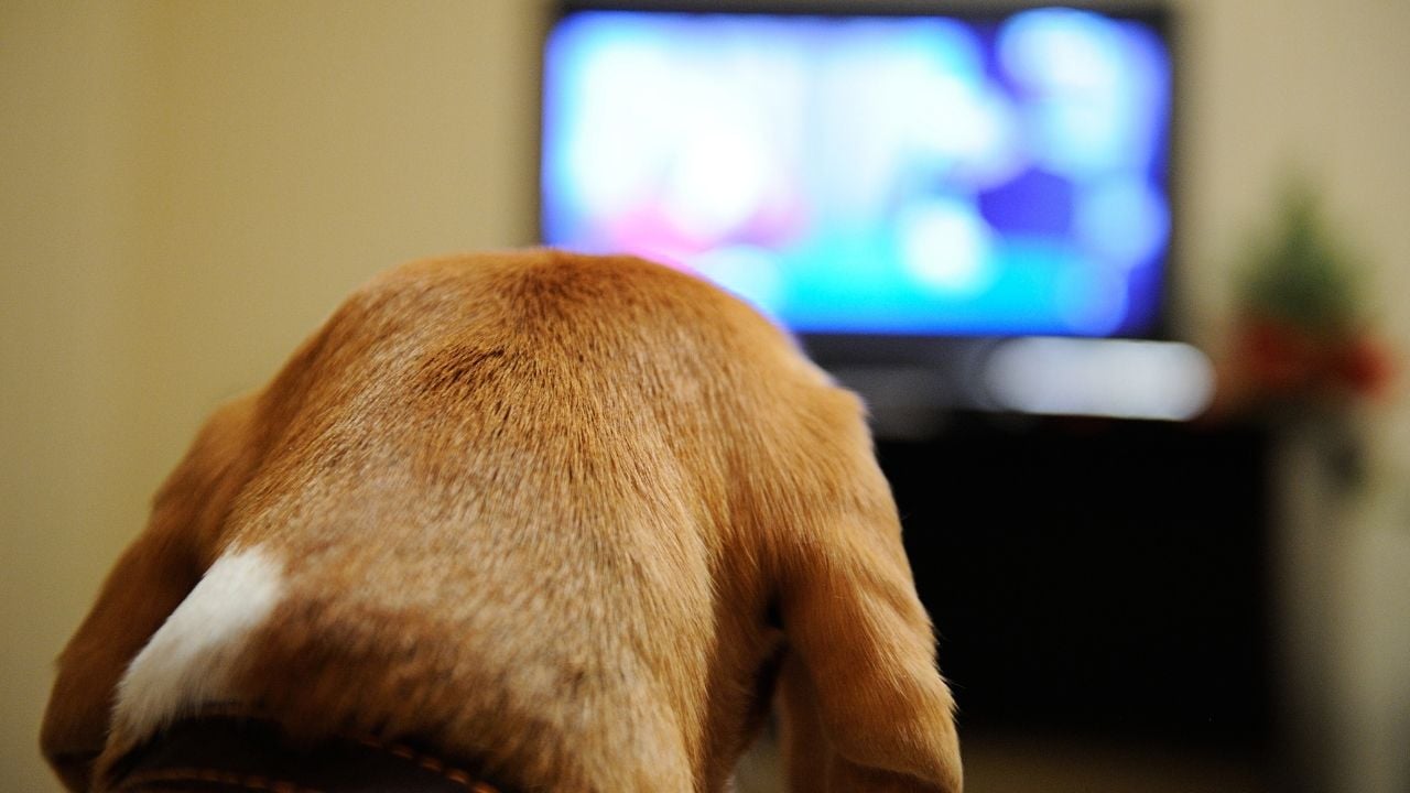 köpek televizyon izliyor