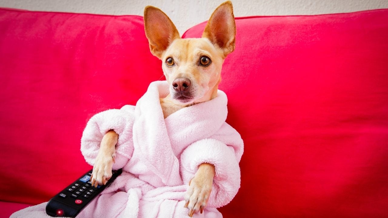 köpek bornozlu ve tv izliyor