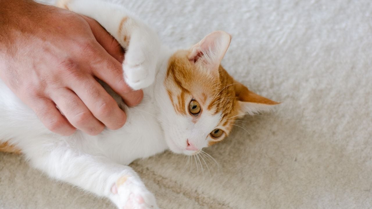 sevilen bir kedi