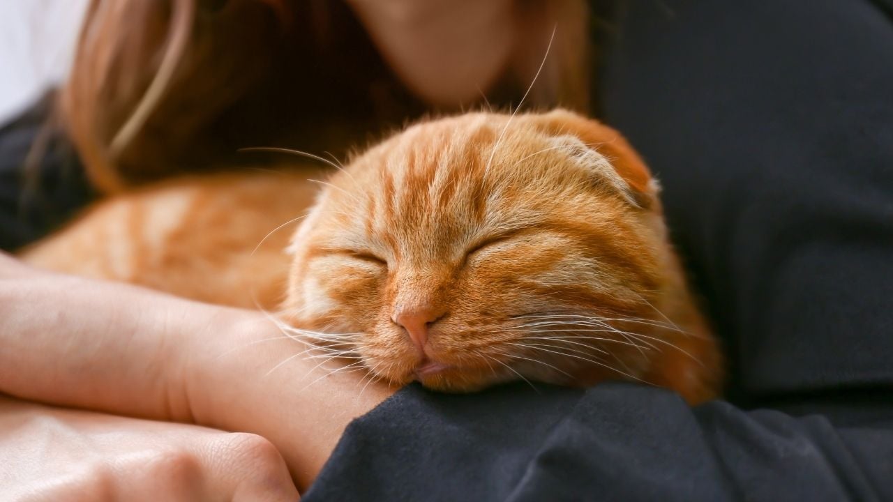 kedi kucakta uyuyor