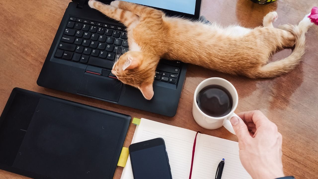 laptop üstünde yatan bir kedi