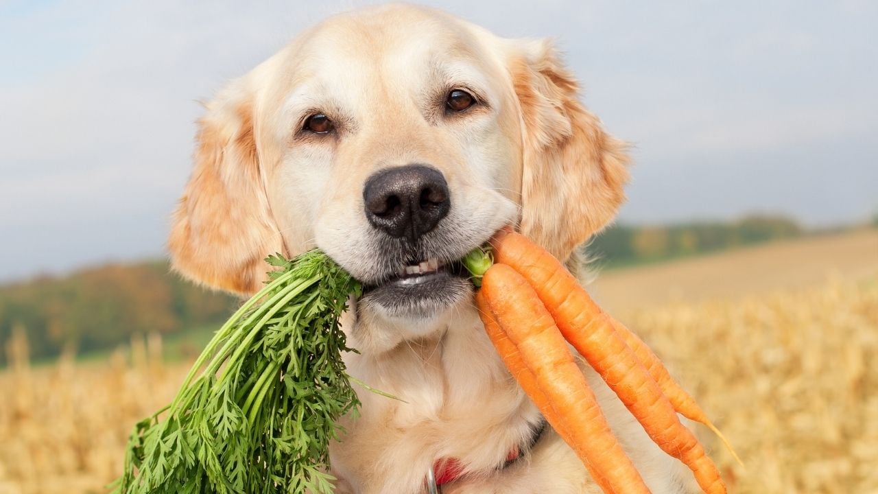 köpek ağzında havuç tutuyor