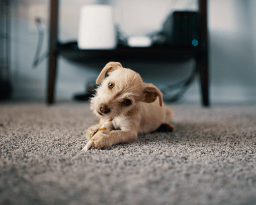 Bargain Carpets for Rental Properties in Adelaide and Melbourne