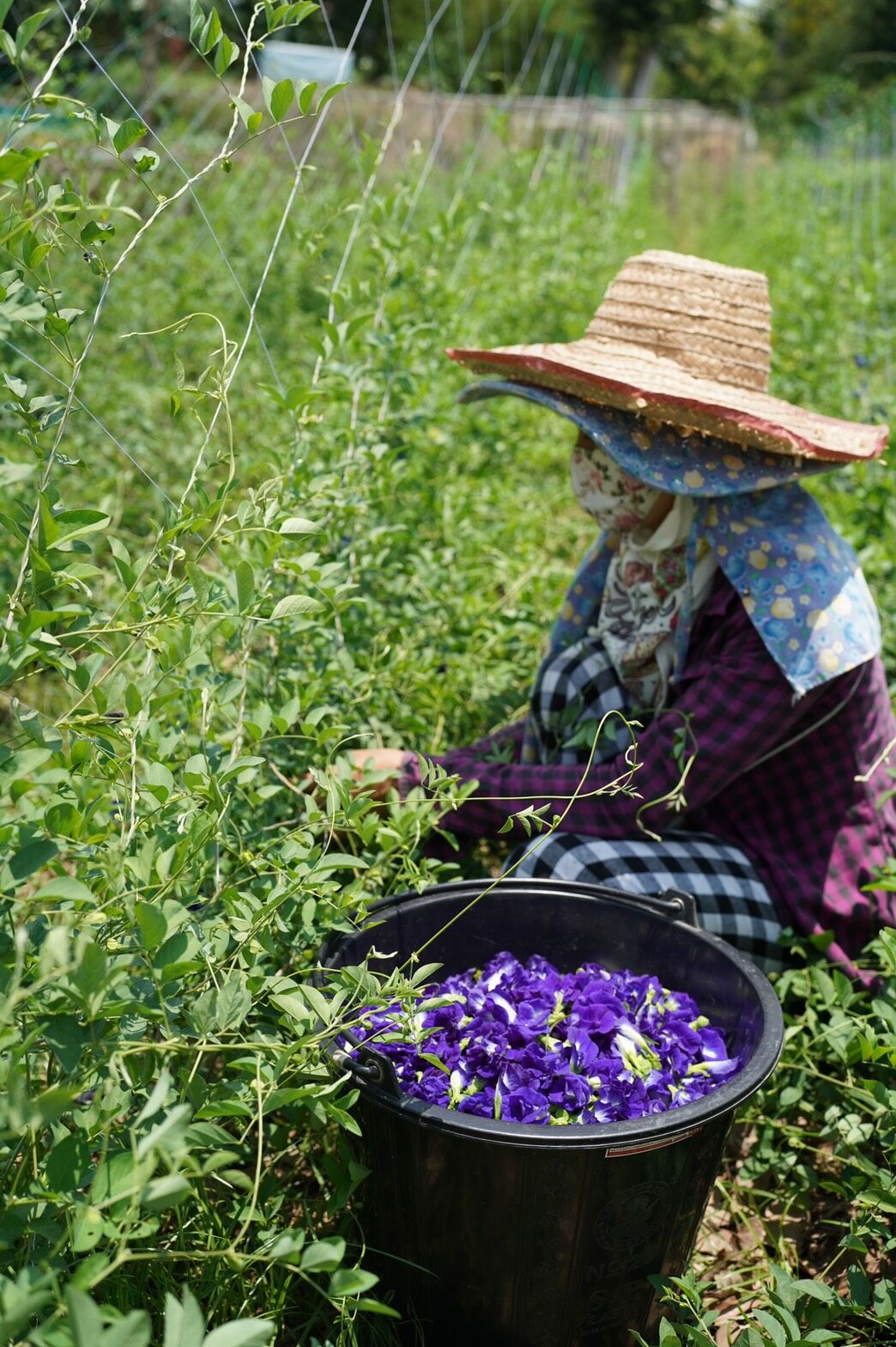 Exploring Organic Butterfly Pea Flower Tea Blue Matcha with Zi-Chun