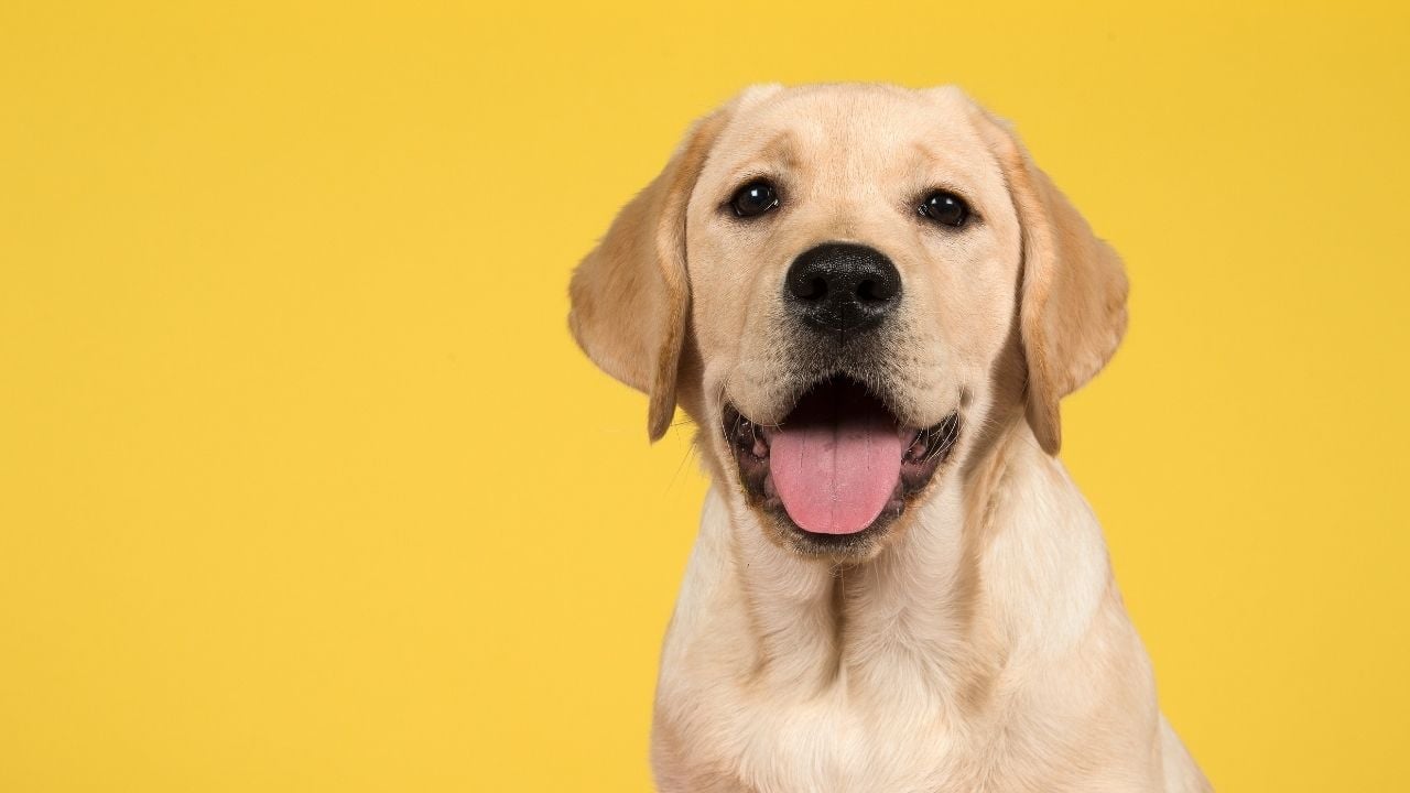 sarı bir köpek